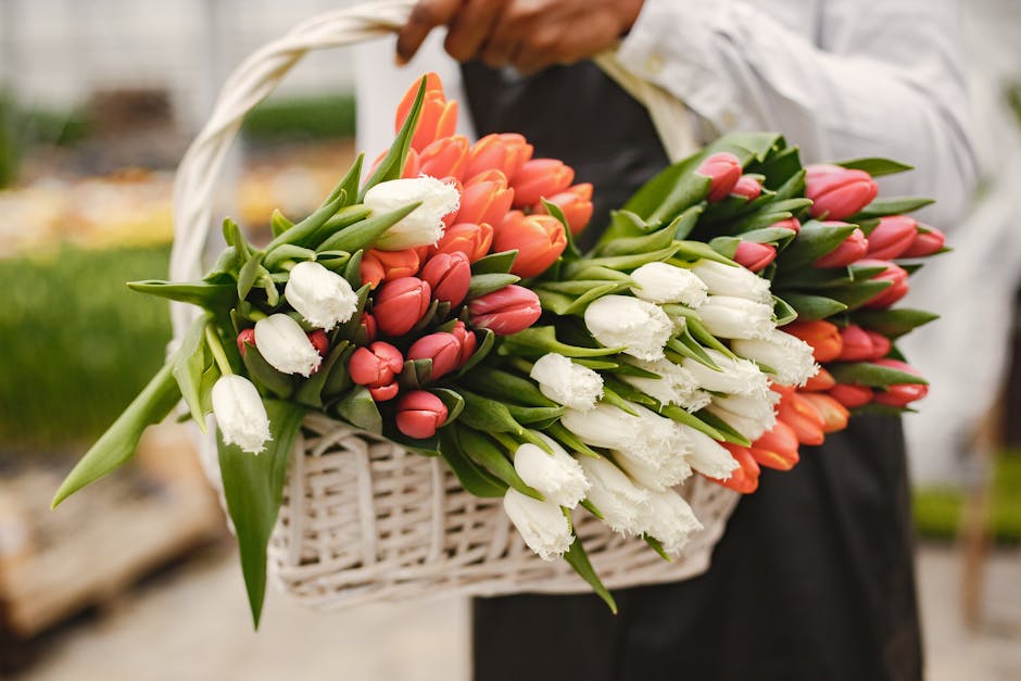 Vibrant tulips in a white basket held by a person, showcasing spring freshness.